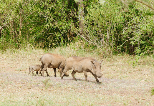 Warthog family (scientific name: Phacochoerus aethiopicus, or 