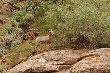 Rocky Mountain sheep in Cedar breaks National Park, utah