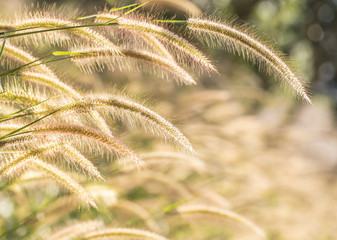 Closeup of Beautiful grass flowers (poaceae), as background.