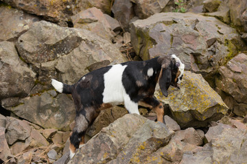 Baby goat climbing on rocks