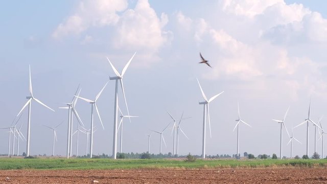 Video of wind turbine farm for electricity generation. It is the alternative energy. The capacity depends on the velocity of wind.