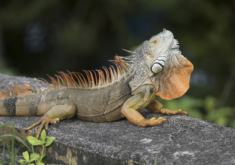 Large orange and brown iguana with open throat fan is resting on a concrete slab in grass.