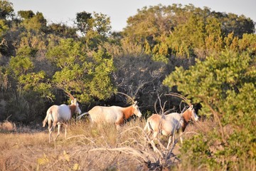 Naklejka na ściany i meble Herd of Scimitar Oryx