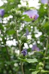 薄紫のムクゲ 花のつぼみ