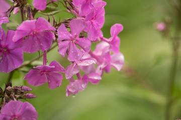 A bush of pink phlox in droplets of water after a summer rain on a green background