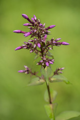 A bush of pink phlox in droplets of water after a summer rain on a green background