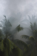 Obraz premium Ogień w lesie deszczowym. Las w dymie. Dym unosił się w tropikalnej dżungli palm.