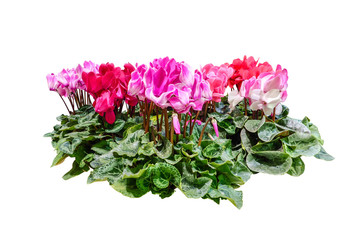 flowers bush tree isolated on white background with clipping path 