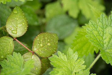 Green beautiful rose leaves and other plants in droplets of water from the rain in the garden