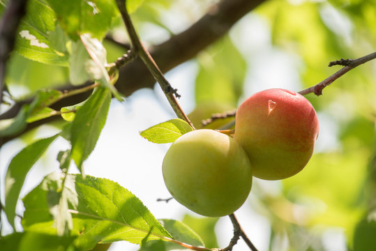 A bunch of sweet plums ripening on a branch with leaves in summer