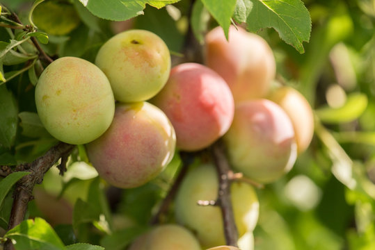 A bunch of sweet plums ripening on a branch with leaves in summer