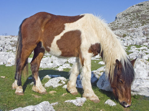 Pony im Karstgebiet