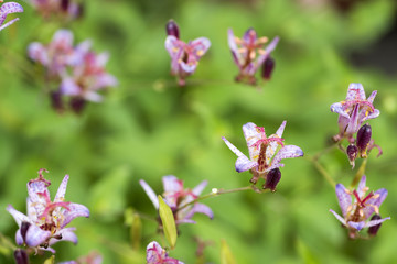 緑をバックにホトトギスの花