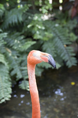 flamingo head and neck in jungle