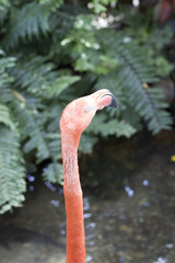 flamingo looking away