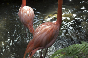 flamingo backs in river feathers 