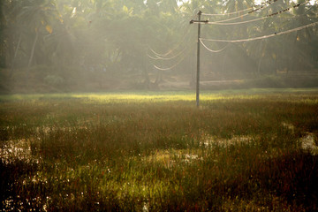 The power transmission line in the marshy area goes to a palm grove. India