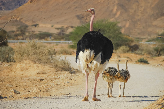Male of African ostrich (Struthio camelus) with young chicks in nature reserve park, 35 km north of Eilat, Israel