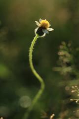 Blur Mexican daisy or Coatbuttons with green background