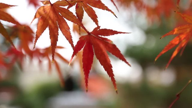 Autumn Maple coloful red leaf Japan fall travel season in Kyoto