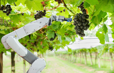 Agricultural robot assistant harvesting grapes to analyze the grape growth, Smart farm concept