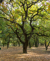 Autumn ambiance. Tree in the wood. Belgrade. Serbia