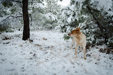 Red Heeler in Snow