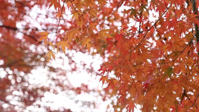 Autumn Maple coloful red leaf Japan fall travel season in Kyoto