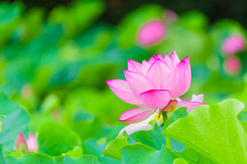 Fototapeta premium The Lotus Flower.It's raining.Background is the lotus leaf and lotus bud.Shooting location is Yokohama, Kanagawa Prefecture Japan.