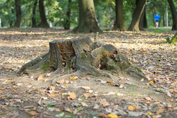 A hive in the forest. Cut the tree