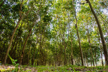 Tropical rubber plantation in Thaoland.