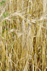 The ears of barley (lat. Hordeum)