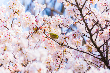 The Japanese White-eye.The background is cherry blossoms. Located in Tokyo Prefecture Japan.