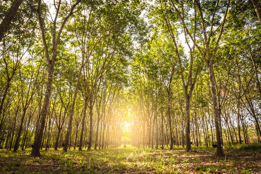Tropical rubber plantation in Thaoland.