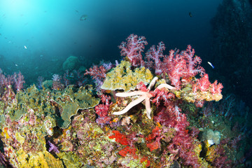 Naklejka na ściany i meble Wonderful and beautiful underwater world with ccoral reef landscape background in the deep blue ocean with colorful fish and marine life