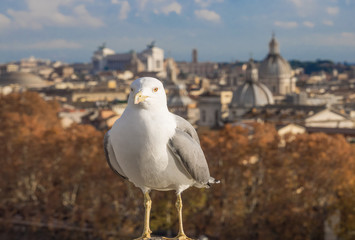 Rome (Italy) - The cityscape from Castel Sant'Angelo monument, a castle beside Saint Peter in Vatican
