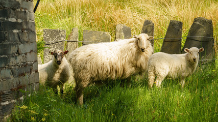 A sheep and two lambs posing for the camera