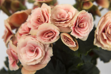  blooming begonia ,beautiful delicate flowers