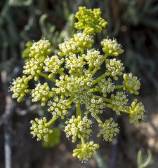 Close-up of the flowers of rock samphire, Crithmum maritimum. It is a coastal plant in the family Apiaceae. Photo taken in Santa Pola, Alicante, Spain
