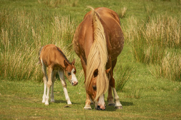 Naklejka na ściany i meble A foal on a meadow with her mother grazing