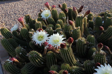 Fototapeta premium High-desert mountains in the north to subtropical desert lowlands in the south, Arizona presents a variety of discrete desert ecosystems, each providing habitat for numerous species of cacti. Cactus.