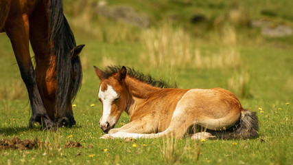 A foal on a meadow with her mother grazing