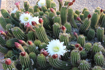 High-desert mountains in the north to subtropical desert lowlands in the south, Arizona presents a variety of discrete desert ecosystems, each providing habitat for numerous species of cacti. Cactus.