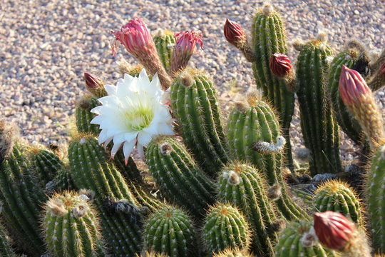 High-desert mountains in the north to subtropical desert lowlands in the south, Arizona presents a variety of discrete desert ecosystems, each providing habitat for numerous species of cacti. Cactus.
