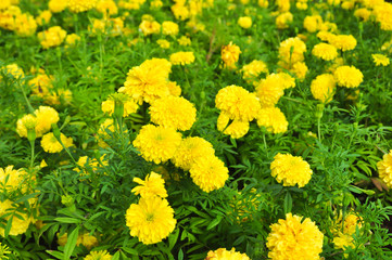 Abstract background of flowers