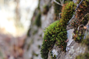 green moss on the stone