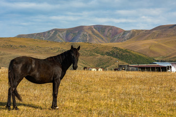 Horses in the background of the mountains of Kazakhstan. Mountains of Tien Shan, Zailiysky Alatau. Kazakhstan. Assy Plateau.