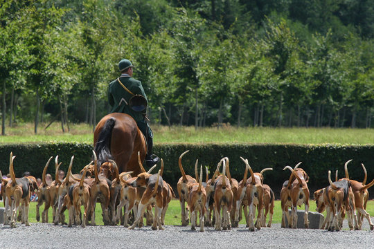 meute de chasse &agrave; courre