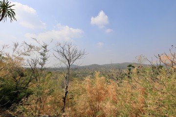 Bamboo forest with leaves to change color in the summer on the mountain.