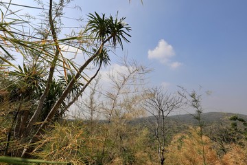 Bamboo forest with leaves to change color in the summer on the mountain.